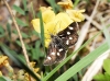 Eurrhypis guttulalis (Herrich-Schffer, 1848)