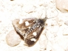 Eurrhypis guttulalis (Herrich-Schffer, 1848)