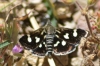 Eurrhypis pollinalis (Denis & Schiffermller, 1775)