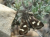 Eurrhypis pollinalis (Denis & Schiffermller, 1775)