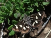 Eurrhypis pollinalis (Denis & Schiffermller, 1775)