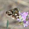 Eurrhypis pollinalis (Denis & Schiffermller, 1775)