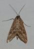 Evergestis frumentalis (Linnaeus, 1761)