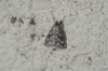 Evergestis frumentalis (Linnaeus, 1761)