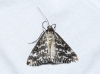 Evergestis frumentalis (Linnaeus, 1761)