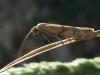 Homoeosoma sinuella (Fabricius, 1794)