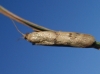 Homoeosoma sinuella (Fabricius, 1794)