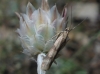 Homoeosoma sinuella (Fabricius, 1794)