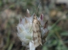 Homoeosoma sinuella (Fabricius, 1794)