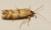 Homoeosoma sinuella (Fabricius, 1794)