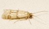 Homoeosoma sinuella (Fabricius, 1794)