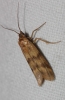Homoeosoma sinuella (Fabricius, 1794)