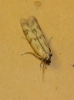 Homoeosoma sinuella (Fabricius, 1794)