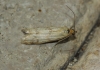 Homoeosoma sinuella (Fabricius, 1794)