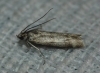Homoeosoma sinuella (Fabricius, 1794)