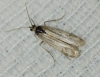 Homoeosoma sinuella (Fabricius, 1794)
