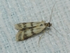 Homoeosoma sinuella (Fabricius, 1794)