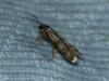 Homoeosoma sinuella (Fabricius, 1794)