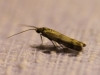 Homoeosoma sinuella (Fabricius, 1794)