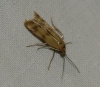 Homoeosoma sinuella (Fabricius, 1794)