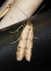 Homoeosoma sinuella (Fabricius, 1794)