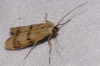 Homoeosoma sinuella (Fabricius, 1794)