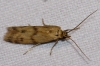 Homoeosoma sinuella (Fabricius, 1794)
