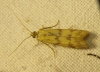Homoeosoma sinuella (Fabricius, 1794)