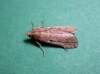 Isauria dilucidella (Duponchel, 1836)