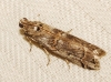 Khorassania compositella (Treitschke, 1835)