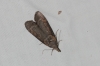 Lamoria anella (Denis & Schiffermller, 1775)