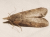 Lamoria anella (Denis & Schiffermller, 1775)