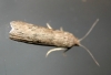 Lamoria anella (Denis & Schiffermller, 1775)