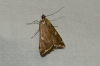 Loxostege sticticalis (Linnaeus, 1761)