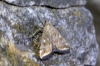 Loxostege sticticalis (Linnaeus, 1761)