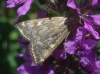 Loxostege sticticalis (Linnaeus, 1761)