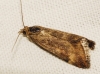 Loxostege sticticalis (Linnaeus, 1761)