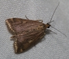 Loxostege sticticalis (Linnaeus, 1761)