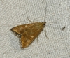 Loxostege sticticalis (Linnaeus, 1761)