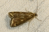 Loxostege sticticalis (Linnaeus, 1761)
