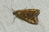 Loxostege sticticalis (Linnaeus, 1761)