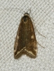 Loxostege sticticalis (Linnaeus, 1761)