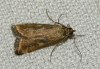 Loxostege sticticalis (Linnaeus, 1761)