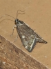 Loxostege sticticalis (Linnaeus, 1761)