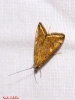 Loxostege sticticalis (Linnaeus, 1761)