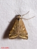Loxostege sticticalis (Linnaeus, 1761)