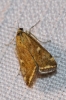 Loxostege sticticalis (Linnaeus, 1761)