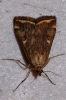 Loxostege sticticalis (Linnaeus, 1761)