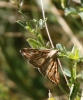 Loxostege sticticalis (Linnaeus, 1761)