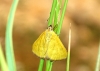 Mecyna lutealis (Duponchel, 1833)